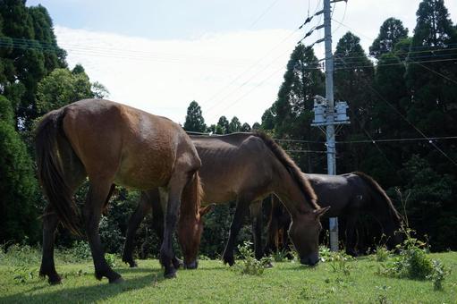 都井岬の電柱と緑に囲まれた馬たち 都井岬,馬,放牧の写真素材