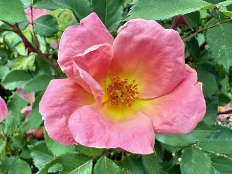 ピンクの薔薇 ピンクの薔薇の写真