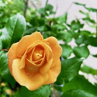 オレンジ色のバラ オレンジ色のバラの写真