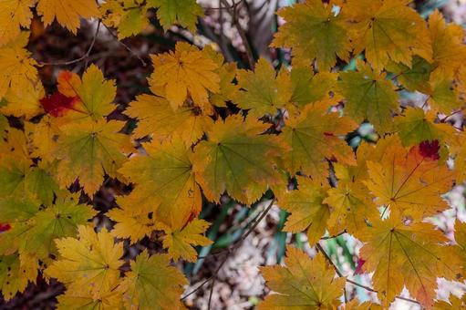 紅葉 紅葉の写真