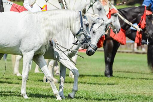 馬術の順番を待つ白馬たち 馬,白馬,馬術の写真素材