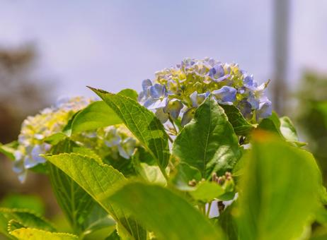 アジサイの花15 アジサイの花15の写真