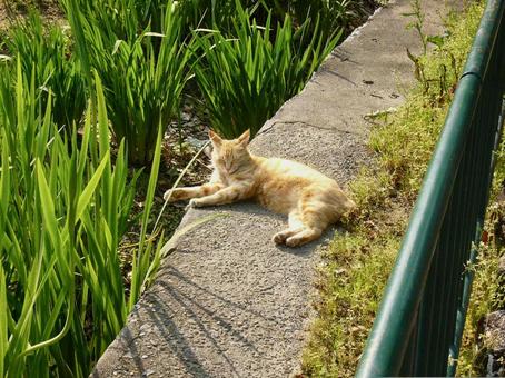 茶トラ お眠1 茶トラ お眠1 猫,野良猫,茶トラの写真素材