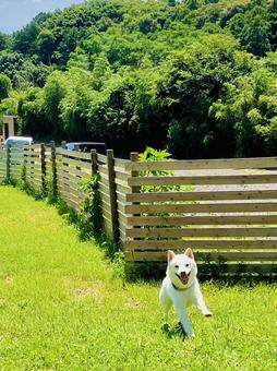 走る犬 走る犬の写真