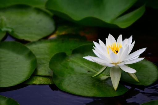 スイレン　白　黄色の写真
