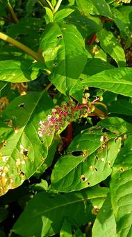 毒をもつ植物ヤマゴボウの花 毒をもつ植物ヤマゴボウの花の写真