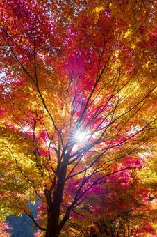 照らされる紅葉 紅葉,もみじ,秋の写真素材