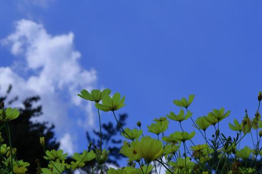 秋風に揺れて咲く コスモス,秋桜,花の写真素材