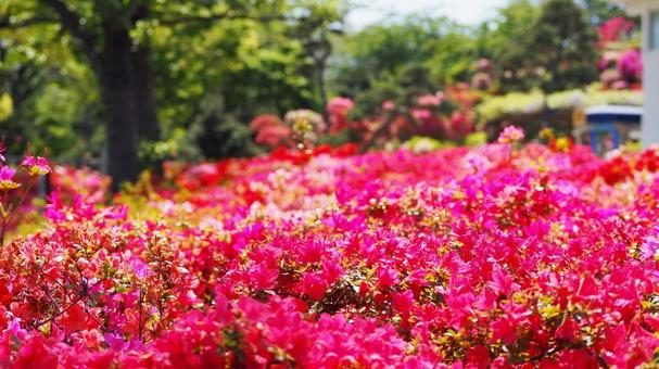 春のなぎさ公園・ツツジ&新緑(江戸川区) 春のなぎさ公園・ツツジ&新緑(江戸川区)の写真