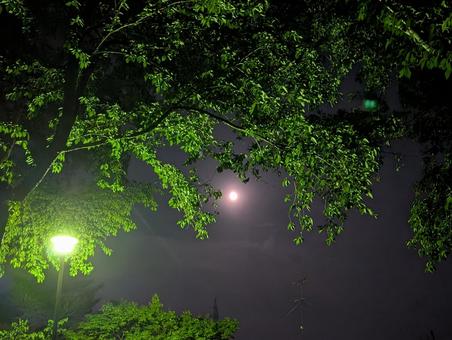 Night park and moon, JPG