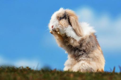 ペットのうさぎ うさぎ,ペット,ロップイヤーの写真素材