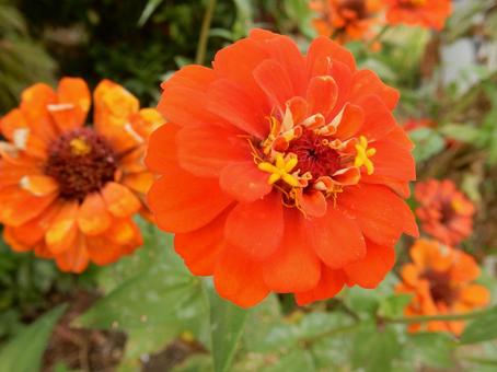 【花の写真】 ヒャクニチソウ（百日草）の写真