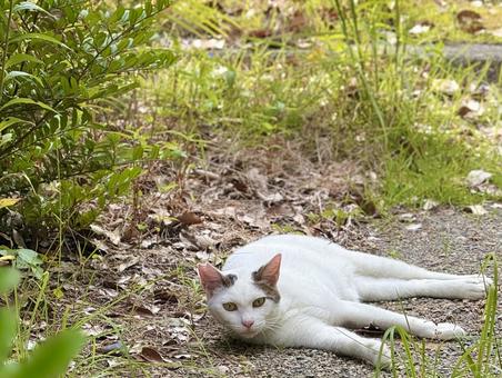 横になるシロキジ猫 横になるシロキジ猫 ネコ,のらねこ,動物の写真素材
