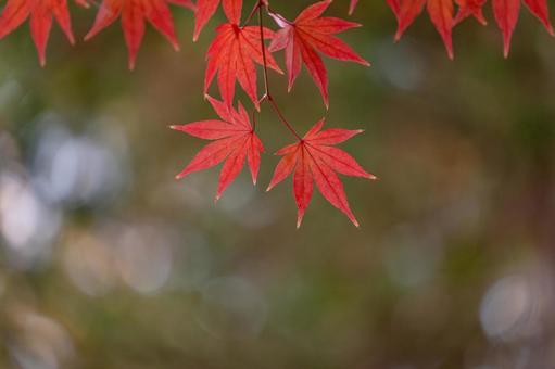 紅葉 紅葉の写真