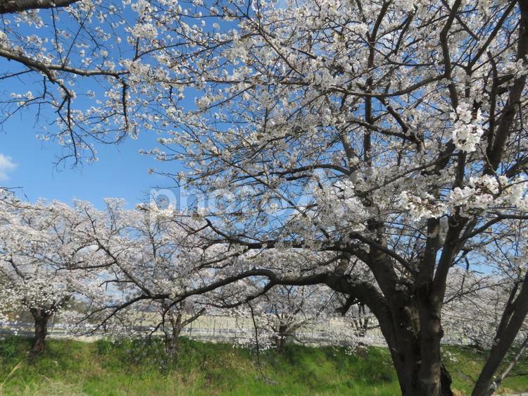 土手沿いの桜並木 桜,さくら,サクラの写真素材