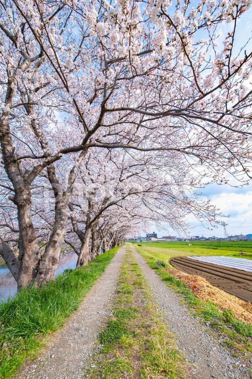 ソメイヨシノが見える小道 木,ソメイヨシノ,河の写真素材