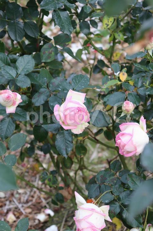 フランス生まれのピンクの薔薇、プリンセス・ドゥ・モナコ プリンセス・ドゥ・モナコ,薔薇,花の写真素材