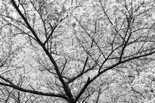 満開の桜、モノクロ 満開の桜、モノクロの写真