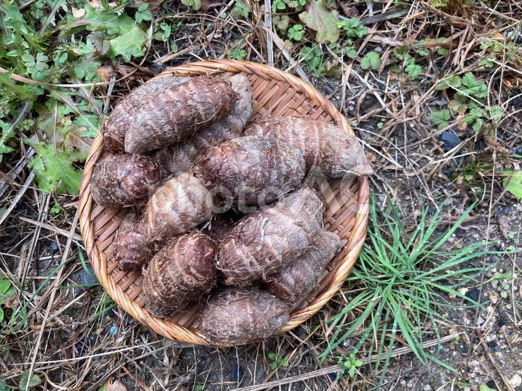里芋(赤芽) 里芋,野菜,さといもの写真素材