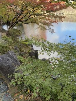 初紅葉 水鏡 西の丸庭園,紅葉渓庭園,初紅葉の写真素材