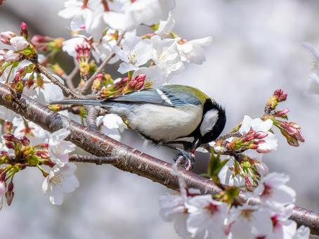 桜とシジュウカラ 桜とシジュウカラ シジュウカラ,野鳥,鳥の写真素材