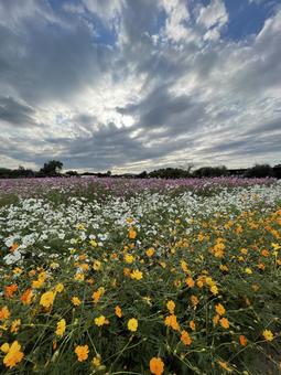 秋の花 空,華やか,アウトドアの写真素材