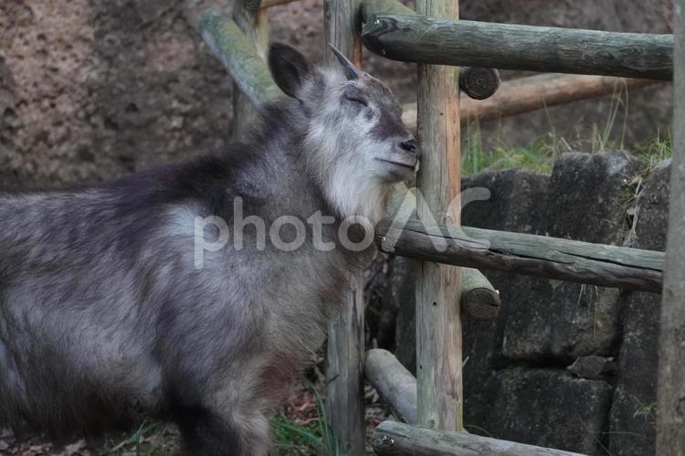 きもちいいのぉ カモシカ,ウシ科,カモシカ属の写真素材