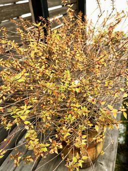 アベリア アベリア,花,木の写真素材