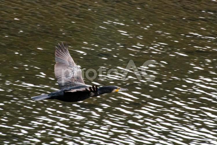 ＜冬の野鳥＞水面付近を飛ぶ川鵜 風景,野鳥,鳥の写真素材