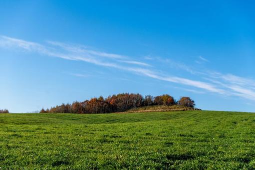 青空の丘、秋色に染まる樹々 丘,牧草地,緑の写真素材