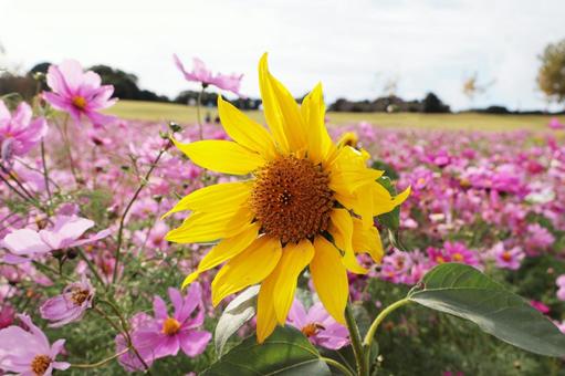 コスモス畑に咲くひまわり コスモス畑,コスモス,ヒマワリの写真素材