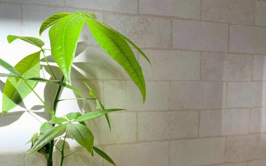 パキラを玄関に置く パキラ,観葉植物,マネーツリーの写真素材
