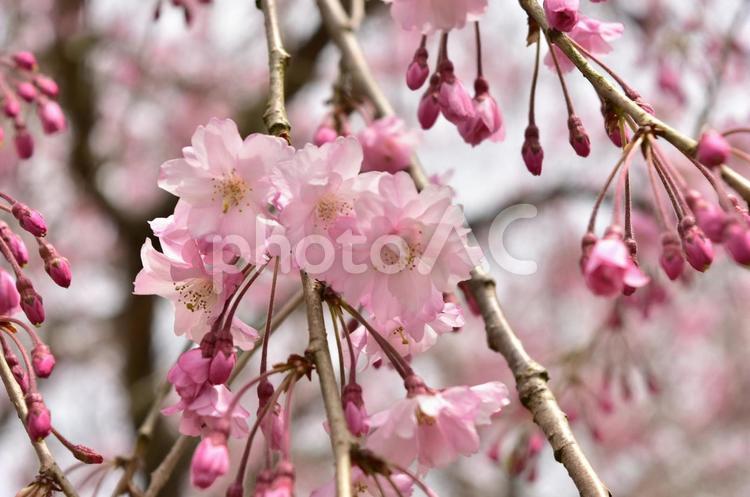 枝垂れ桜 さくら,春,ピンクの写真素材