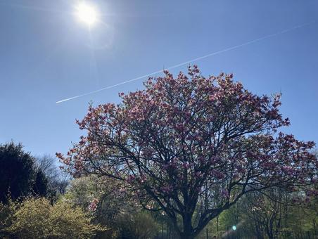 春の太陽が出輝くマグノリア マグノリア,太陽,飛行機雲の写真素材