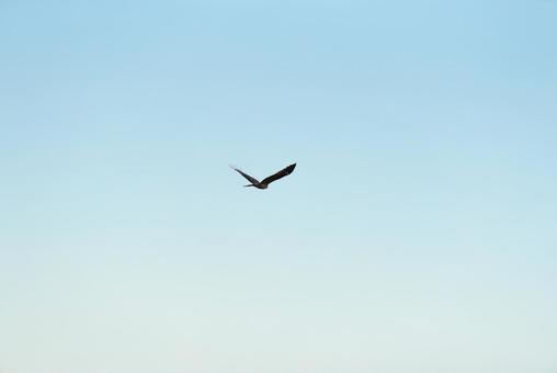 大空を優雅に舞うトビ 大空を優雅に舞うトビ トビ,猛禽類,野鳥の写真素材