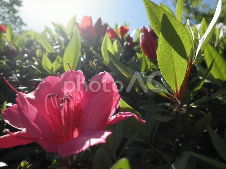 華蜜 空,華,花の写真素材