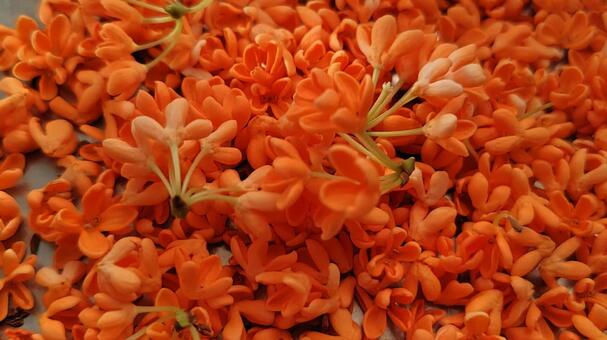 金木犀　花びら　花弁 金木犀,きんもくせい,キンモクセイの写真素材