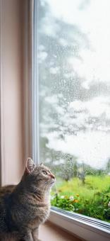 お散歩できない猫_AS000004 お散歩できない猫_AS000004の写真