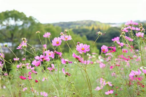 秋の風物詩　コスモス畑 コスモス,秋,ピンクの写真素材
