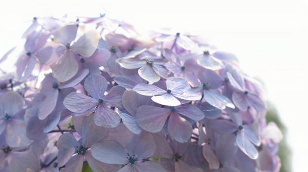 Hydrangea bathed in light, close-up, backlit, flower, purple, natural, JPG