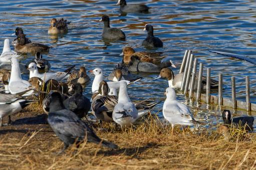 A wide variety of waterfowl gather on the lakeside in winter, JPG A wide variety of waterfowl gather on the lakeside in winter, JPG