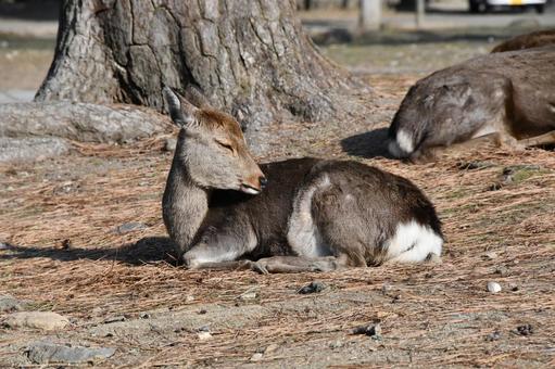 奈良公園で座るシカ シカ,地面,奈良公園の写真素材