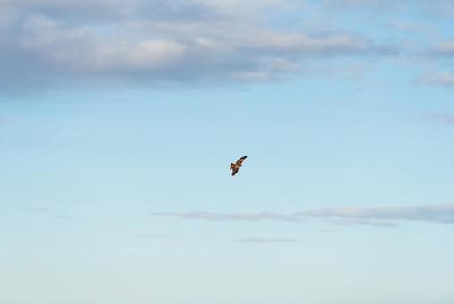 大空を優雅に舞うトビ 大空を優雅に舞うトビの写真
