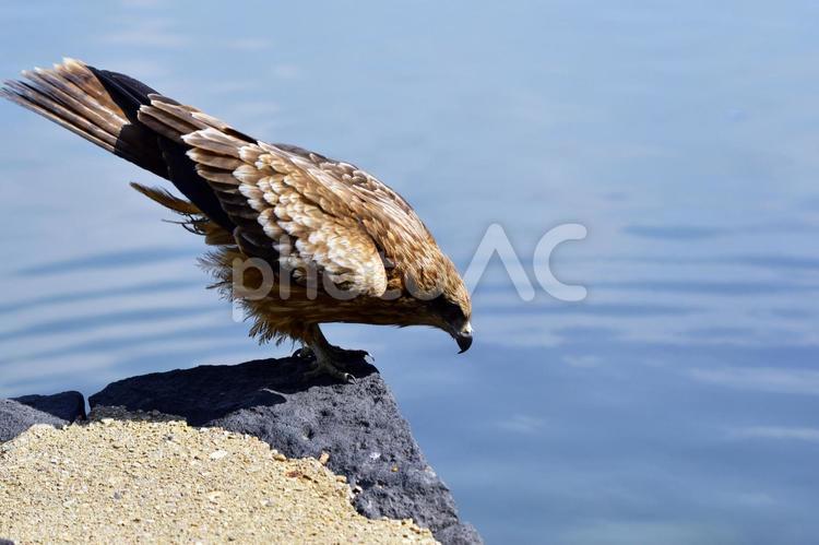 とび　覗き込み　野鳥 鳶,とび,トビの写真素材