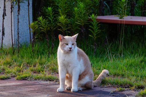 ねこ ねこの写真