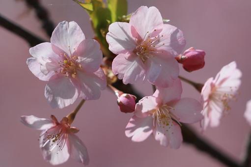 Kawazu cherry blossoms, JPG