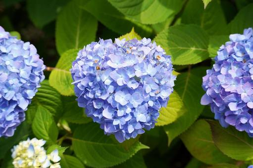 鮮やかな紫陽花の花 鮮やかな紫陽花の花の写真