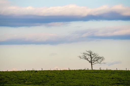 地平線に佇む裸木と水平に流れる雲 牧草地,一本の木,夕暮れ時の写真素材