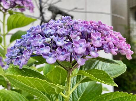 [Flower photo] Hydrangea flower, JPG