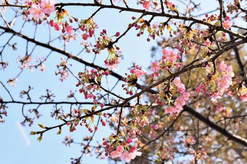 Cherry blossoms in full bloom against the blue sky, JPG
